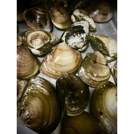 浜名湖産はまぐり